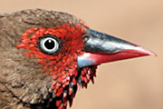 Painted Finch (Emblema pictum)